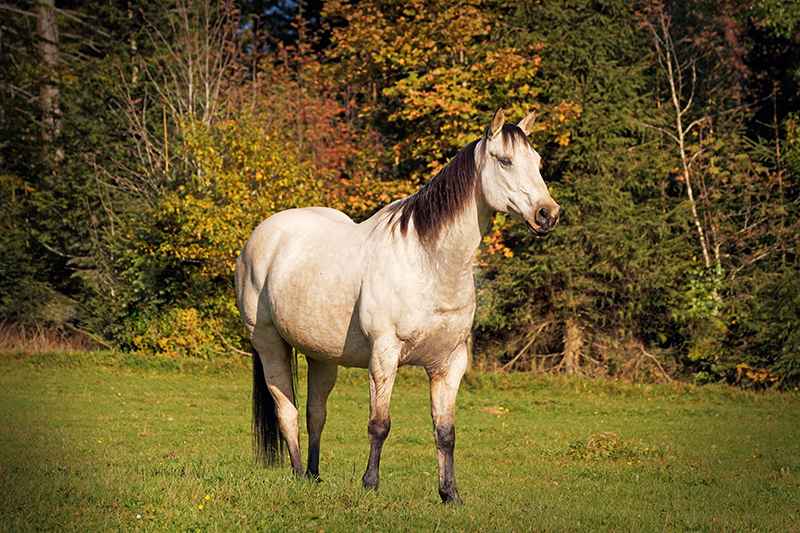 Quarter Horse gelding with alternative hoof protection on pasture in autumn