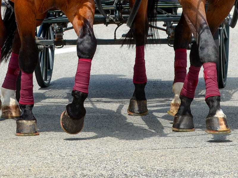 Carriage horses in action with a hybrid urethan horse shoe with metal core