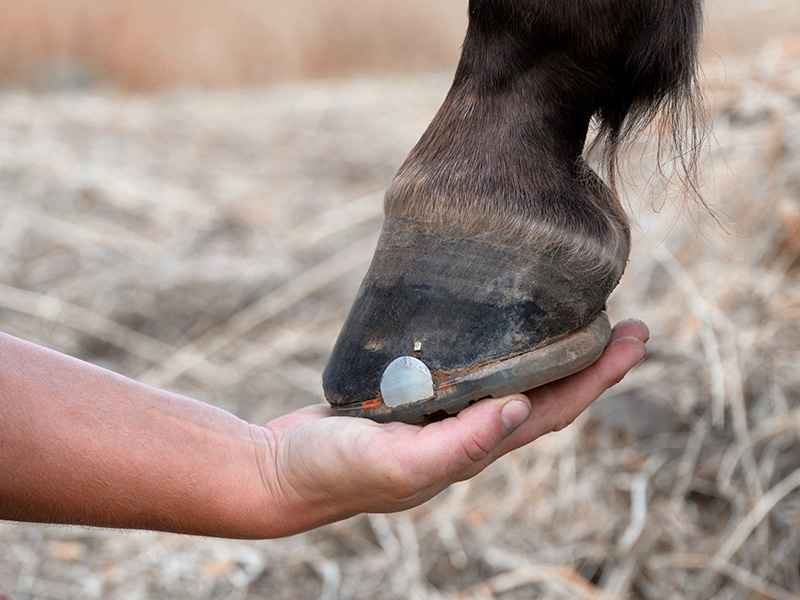 Hoof with alternative hoof protection on hand