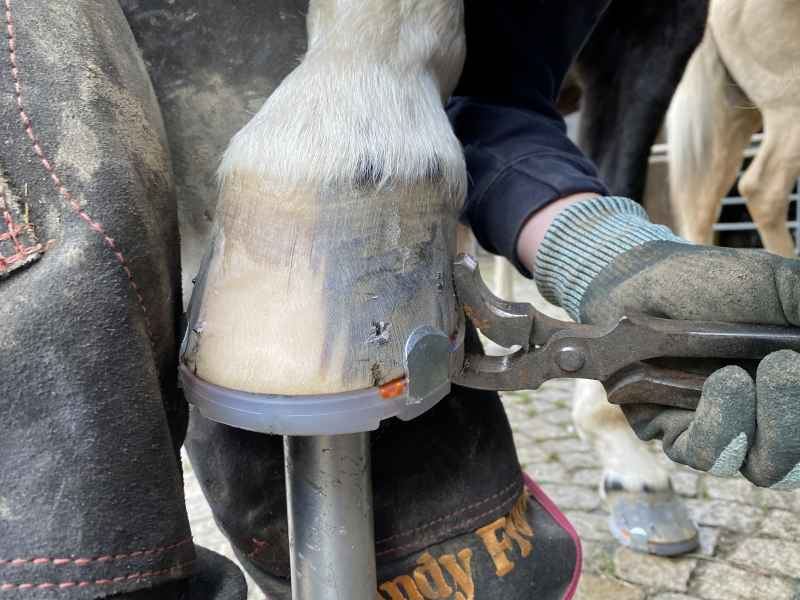 Clinching - final work for a nailed hoof protection