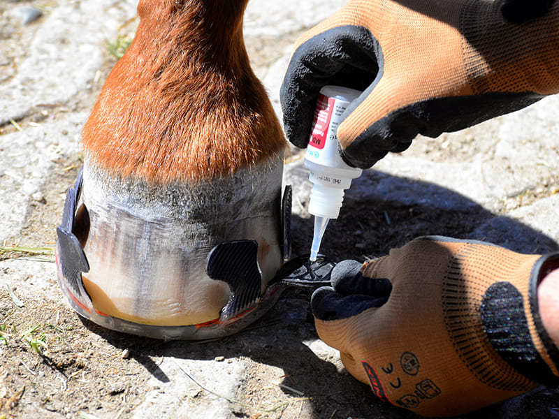 Alternative hoof protection - sticking an adhesive shoe to the hoof