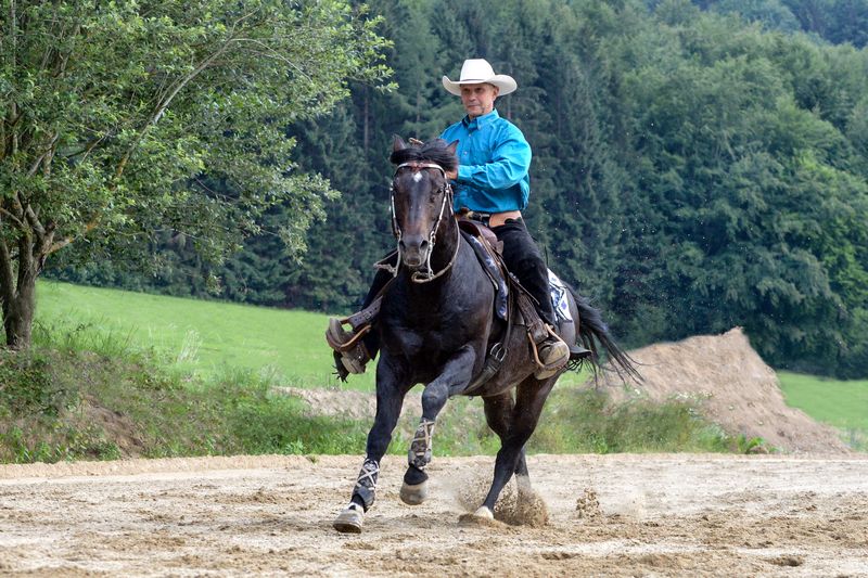 Quarterhorse stallion with composite shoeing and sliders.