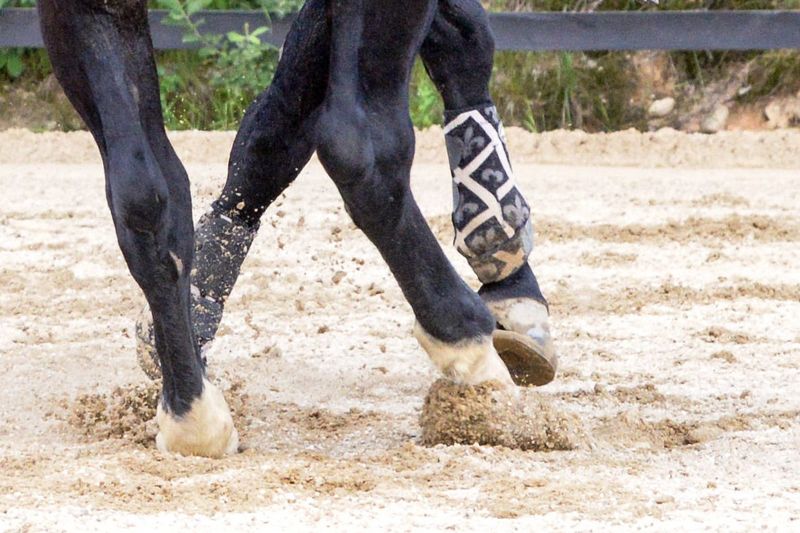 Hooves of a quarter horse in the spin - the front hooves are shod with alternative horseshoes with a urethane cover