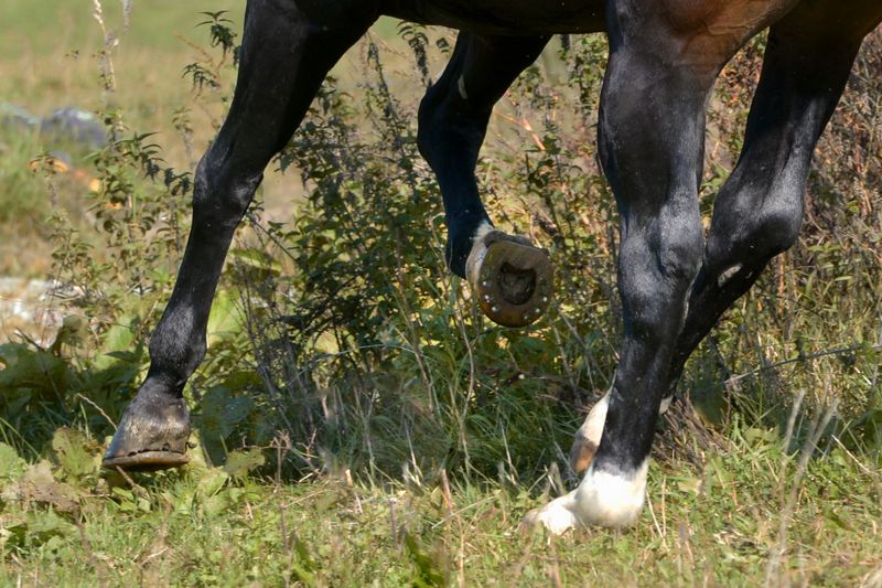 Western horse with plastic shoes and sliders