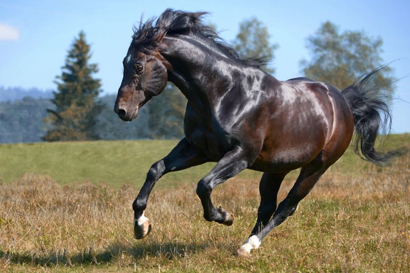 Quarterhorse stallion with plastic horseshoes with solid metal inlay