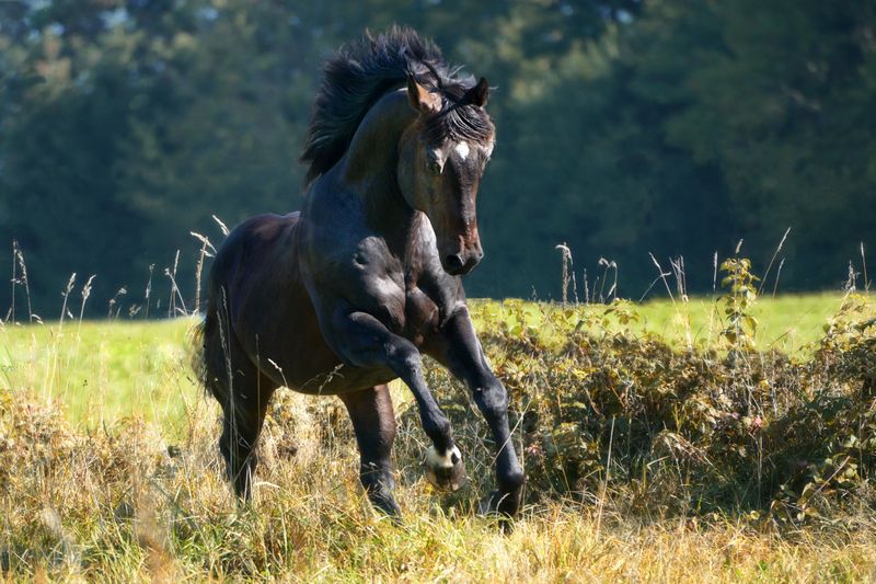 black Quartehorse stallion on the pasture with composite horseshoes