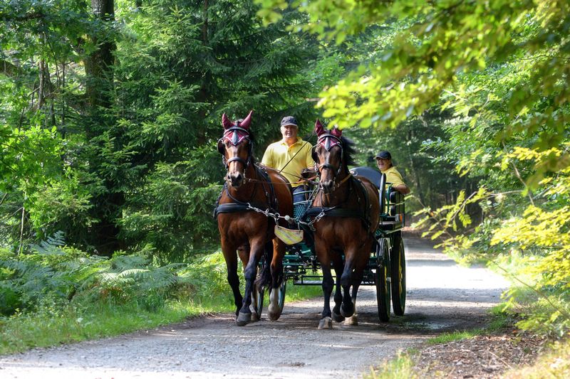 Horses pulling an excursion carriage on a gravel road.