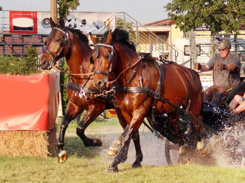 two brown horses pull a carriage through a water trench at the Titans of the Racetrack event in Brück