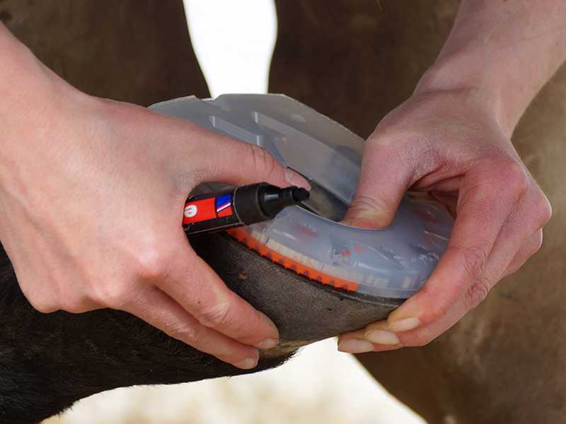 the farrier marks the shape of the hoof on the composite shoe