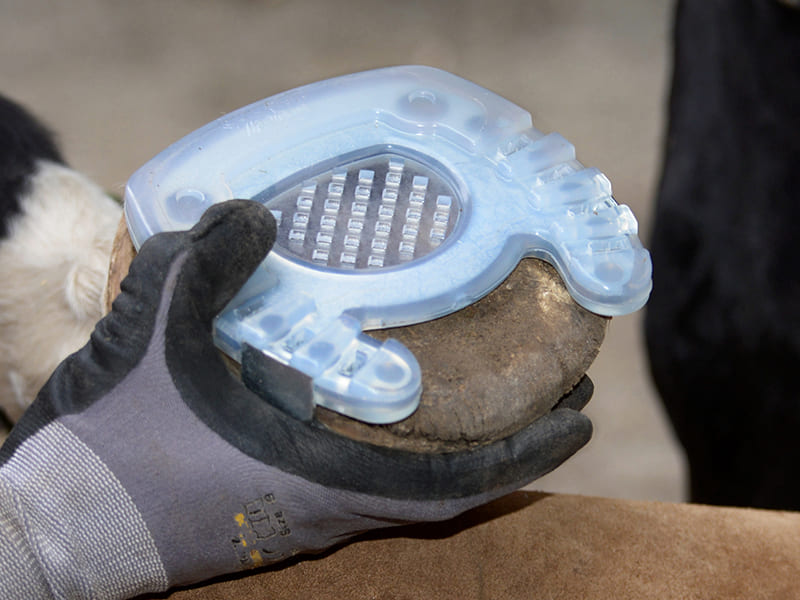 adjusting the open-toed plastic shoe with a metal core, grid sole, and clips to fit the horse's hoof