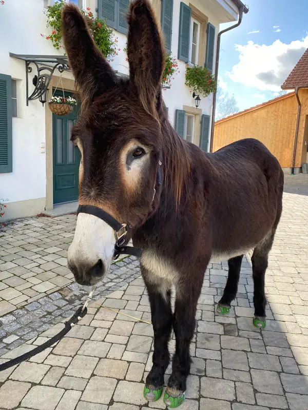Donkey with a glue-on hybrid urethane horseshoe with metal inlay