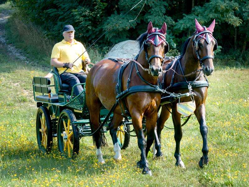 two brown Moritzburg geldings pull a green carriage in the meadow, and the coachman is wearing a yellow shirt