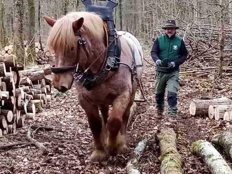 log hauling – a horse equipped with an alternative shock-absorbing cold-blooded horseshoe for forestry work