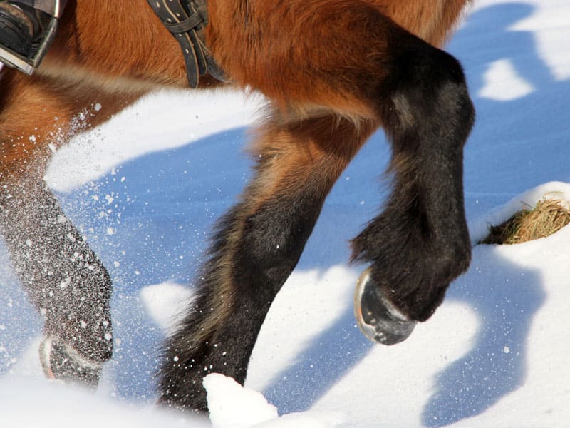 Icelandic horse with alternative hoof protection in winter