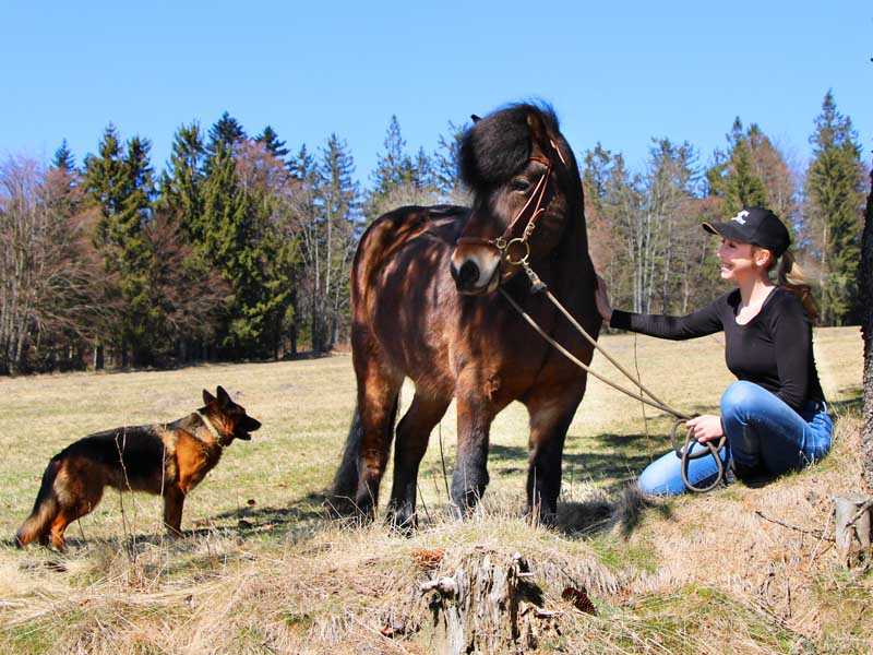 female rider with icelandic horse and a dog sitting under a tree