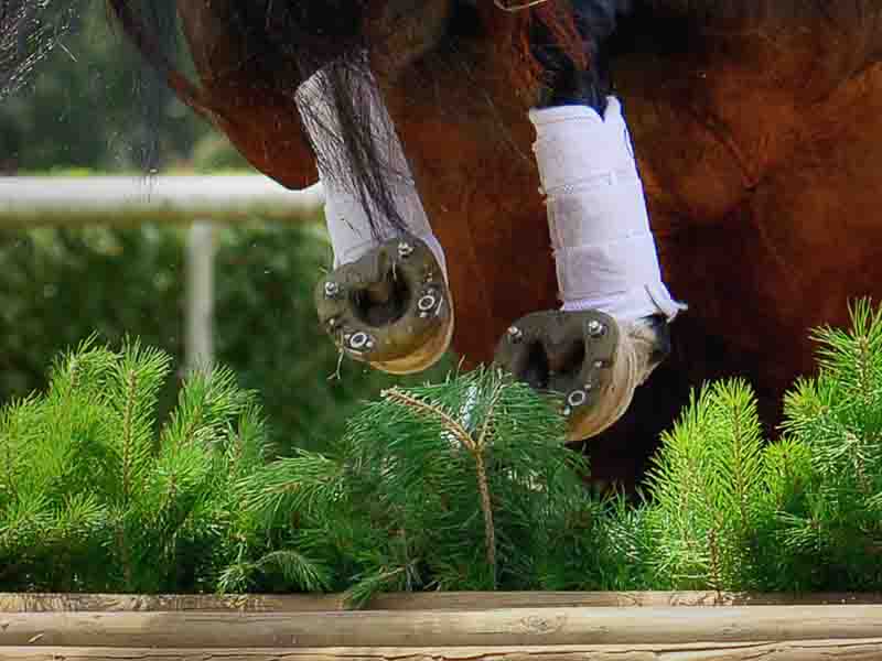 The hooves of a show jumping horse fitted with composite straight bar shoes and studs while jumping over an obstacle