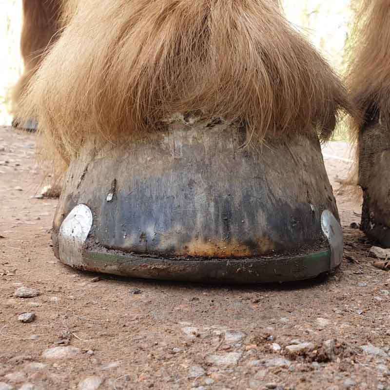 hoof of a draft horse shod with a clipped composite horseshoe