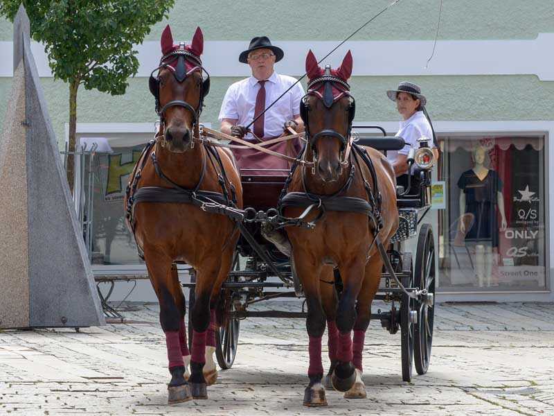 horses with composite horse shoes harnessed to a carriage in the city