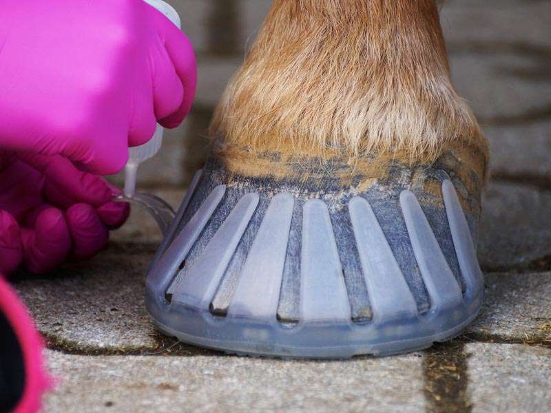 gluing of a composite horseshoe to the hoof