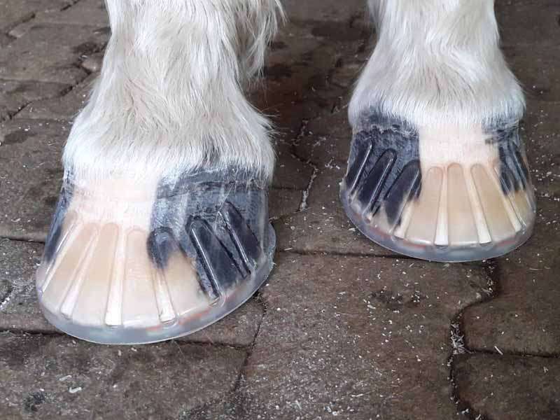 Horse hooves with a plastic shoe and adhesive collar applied.