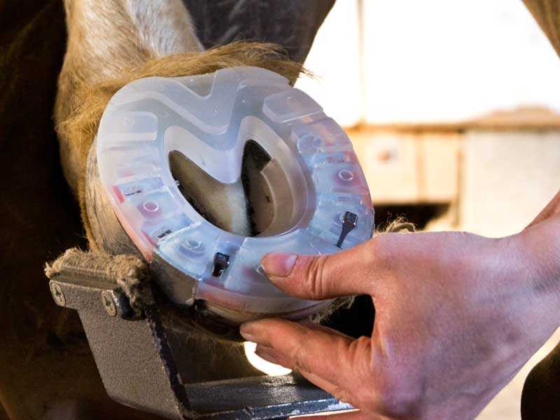 nailing on a clipped and profiled horse shoe to the hoof