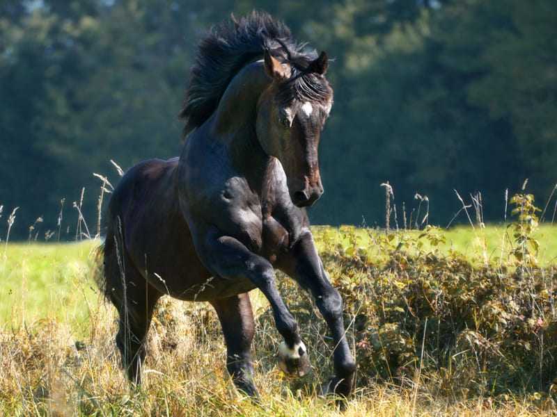 black quarterhorse stallion on the pasture
