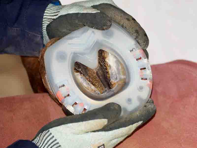 Fitting the Straight Bar Shoe to the Hoof by the Farrier