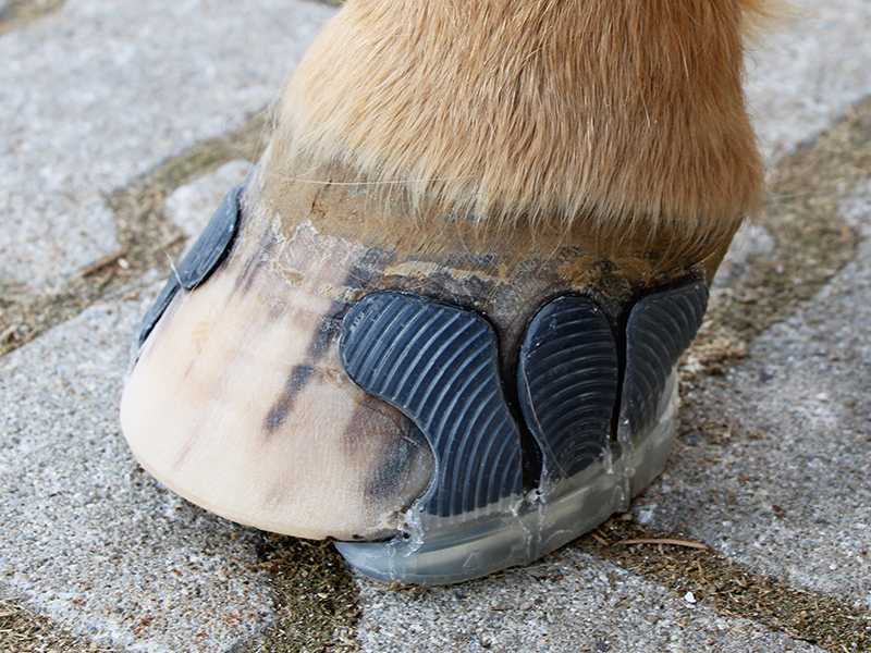 an open-toed horse shoe has been glued to the horse's hoof