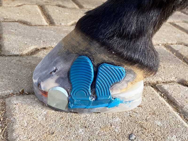 glued and nailed horseshoe with wedge pad on the hoof