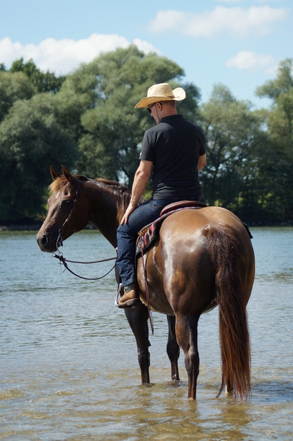 Brown horse with rider standing in the river.