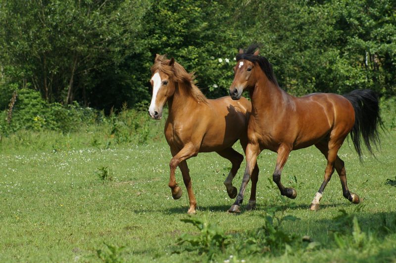 two paso fino horses on the pasture