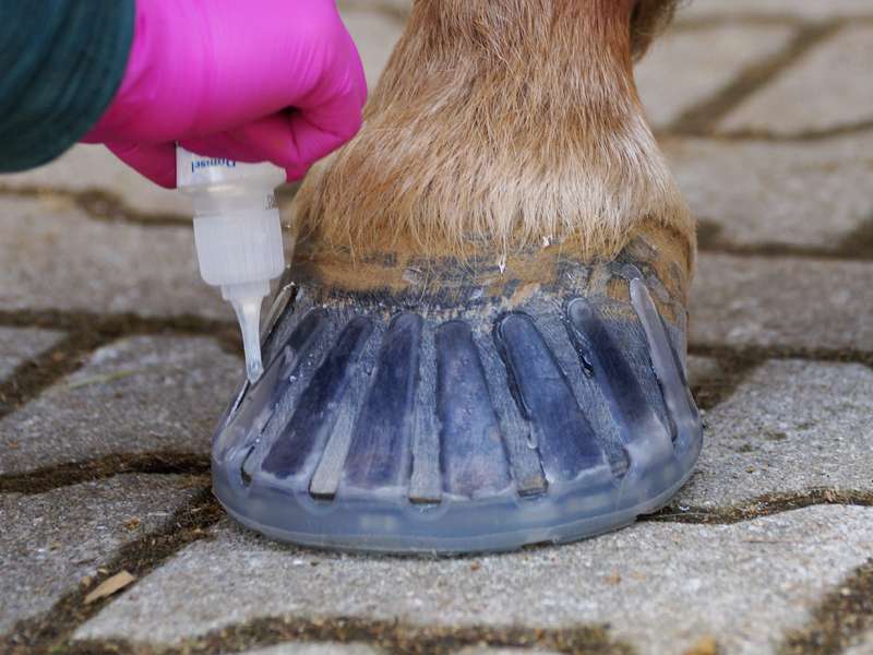 The farrier seals the tabs of the adhesive collar on the hoof using instant adhesive.