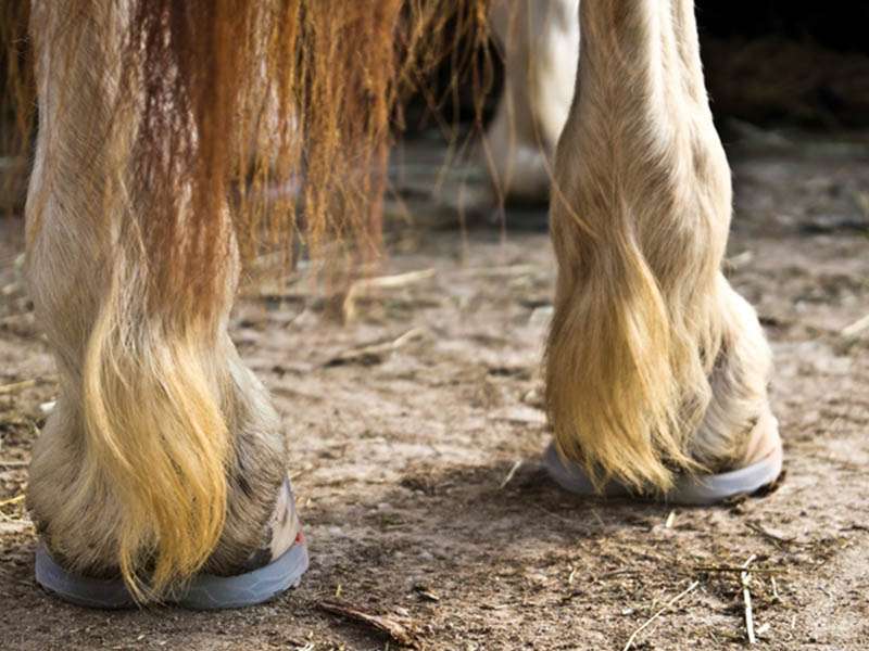 Hooves of a light brown horse shod with alternative horseshoes