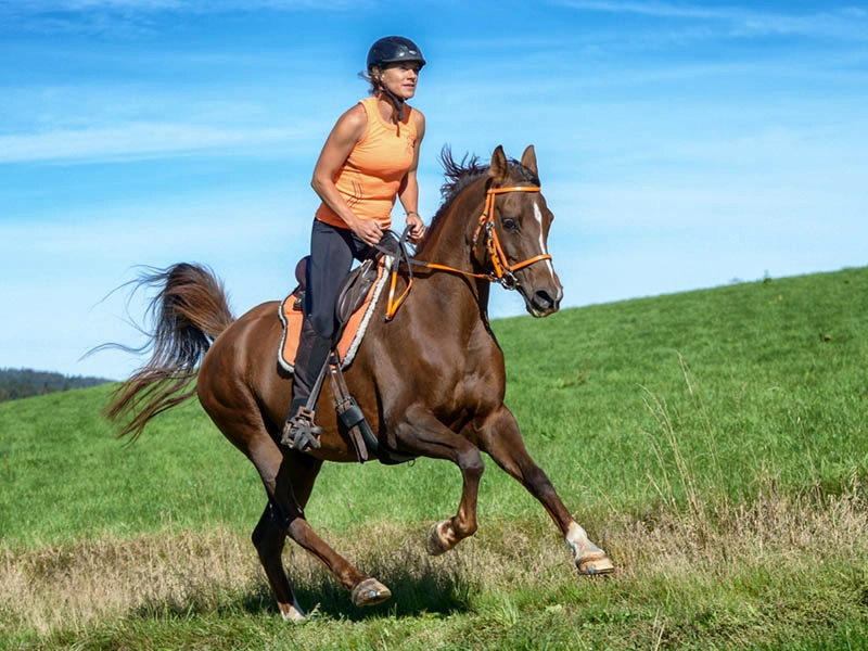 Horse and rider during endurance riding with urethane horseshoes on varied terrain