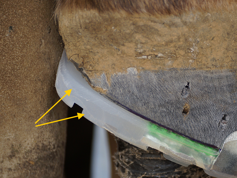 illustration of a bevel on the plastic coating of the horseshoe that is already nailed on the hoof