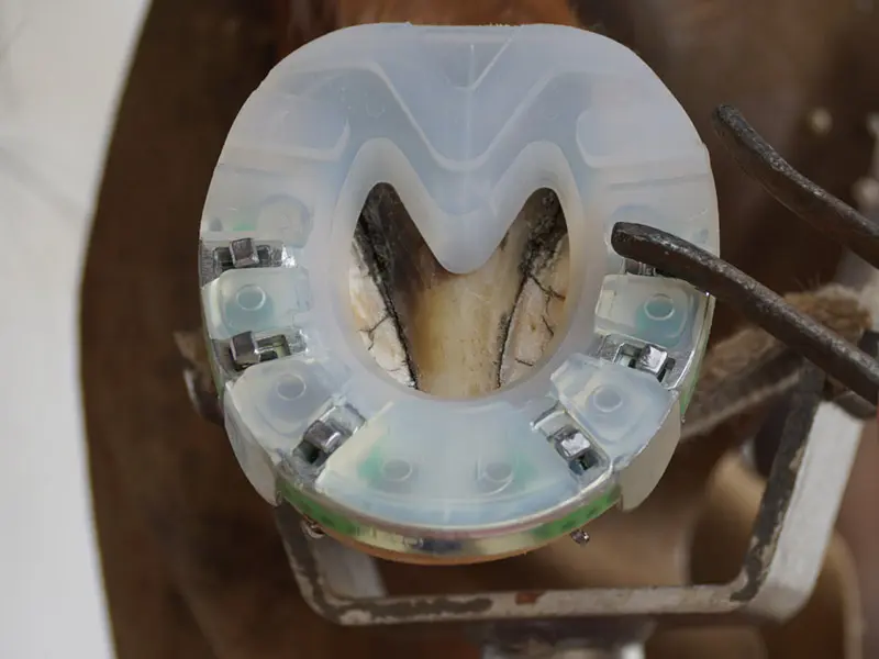 Nailing an alternative horseshoe, the so-called Arizona, onto the horse’s hoof. The farrier uses pliers to fully seat the horseshoe nail in the lower-positioned nailing slot.