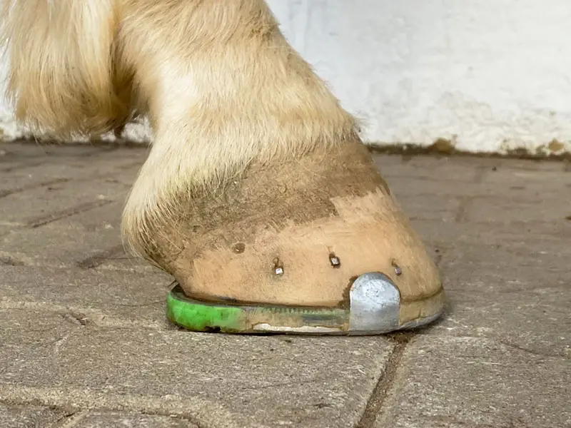 An alternative shock-absorbing horseshoe with a steel edge in the toe area fitted to the hoof.