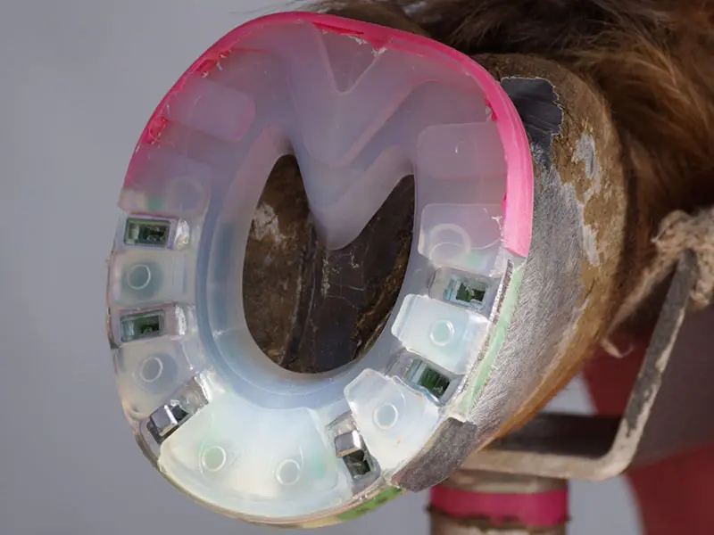 Alternative horseshoe with a reinforced steel edge in the toe area viewed from underneath the horse’s hoof. Visible reinforced tread and pink color stripe welded onto the rear section of the horseshoe.