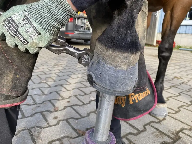 Últimos pasos para herrar el casco: uso de las tenazas de herrar