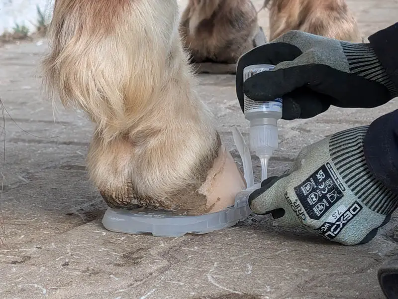 Close-up of attaching a Wolf Busch&reg; Basic tab to a horse’s hind hoof. The farrier pulls one tab away from the hoof and applies Marston Domsel Blitzschnell instant adhesive.