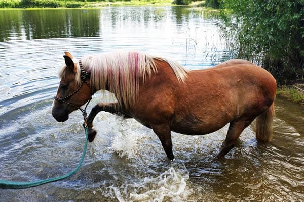 Horse on a lead rope in the river