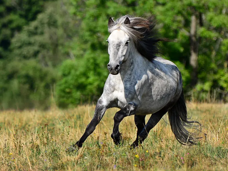 Gray Icelandic horse galloping freely with flowing mane across a summer meadow