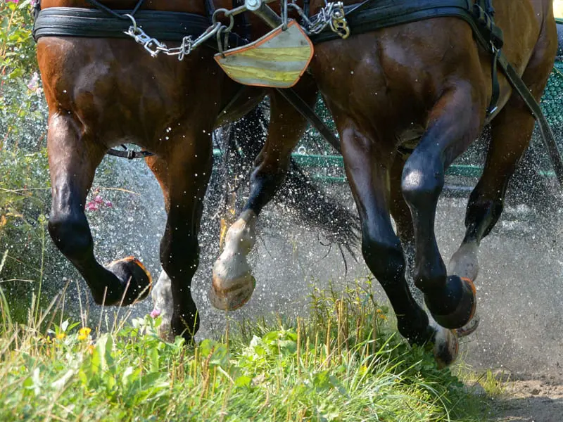 Two horses with hybrid urethane horseshoes pulling a carriage across a spring meadow, water splashing after galloping through a stream