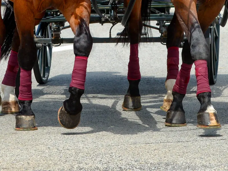 Two Moritzburger geldings in motion in front of a carriage with nailed-on urethane hybrid horseshoes, front and hind hooves visible