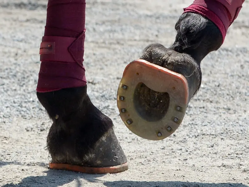 Horse at a walk with nailed urethane hybrid horseshoe – underside view of hoof nail heads recessed into the synthetic coating