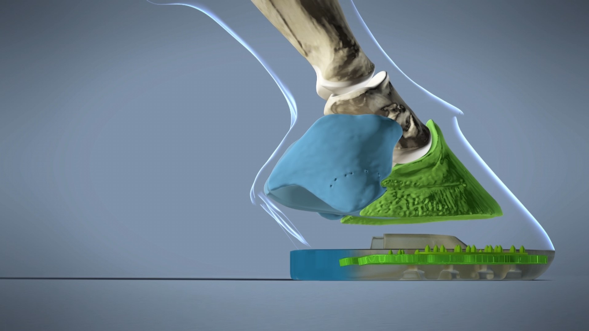Hoof Anatomy and Composite Shoe - Hard and Soft Components Represented in Blue and Green