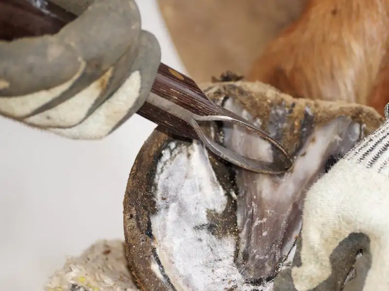 A hoof is trimmed using a hoof knife with a loop blade.