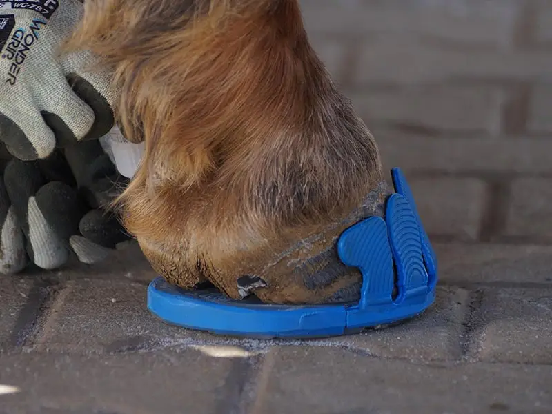 The farrier applies a composite horseshoe to the hoof using blue Wolf Busch adhesive tabs and blue colored strips.