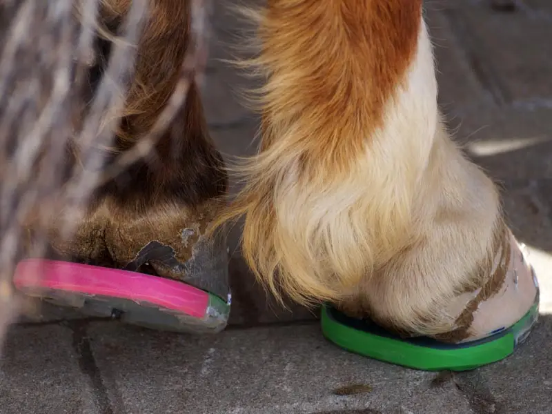 The hind hooves of a horse are shod, the horseshoes are combined with pink and green color strips