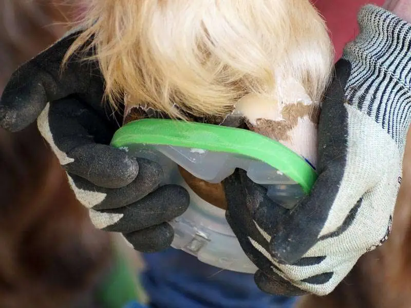 a farrier wears cut-resistant gloves and checks the fit of the horseshoe before shoeing it onto the hoof